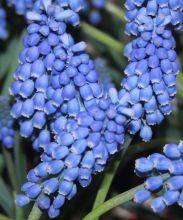 Muscari `Big Smile`