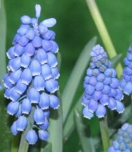 Muscari `Big Smile`
