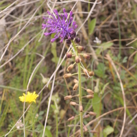 muscari_comosum.jpg