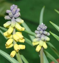 muscari_macrocarpum_golden_fragrance2.jpg
