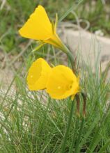 narcissus_bulbocodium.jpg