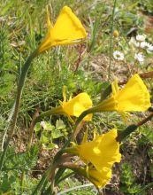 narcissus_bulbocodium2.jpg