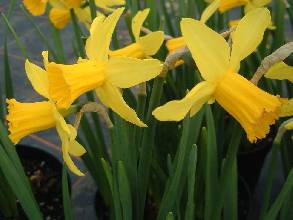 narcissus_february_gold.jpg