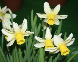 narcissus_jack_snipe.jpg