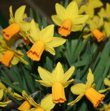 narcissus_jetfire.jpg