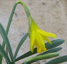 narcissus_midget.jpg