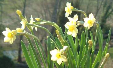 Narcissus `Minnow`