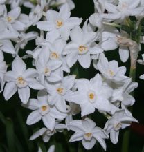 Narcissus `Paperwhite;