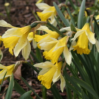 narcissus_pseudonarcissus.jpg