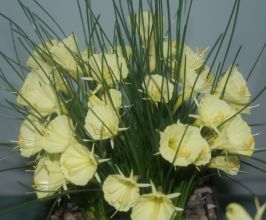 Narcissus romieuxii 39;Julia Jane39; is a fine selection, which has large