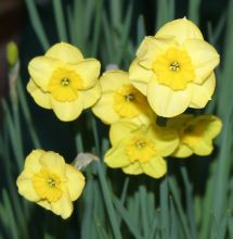 narcissus_sun_disc.jpg