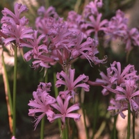 Nerine bowdenii