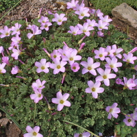 Oxalis enneaphylla 'Rosea'