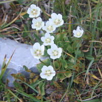 Parnassia palustris