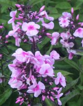 phlox_paniculata_bright_eyes.jpg