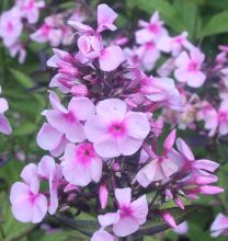 phlox_paniculata_bright_eyes2.jpg