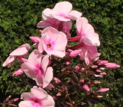 phlox_paniculata_bright_eyes3.jpg