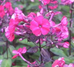 phlox_paniculata_starfire.jpg