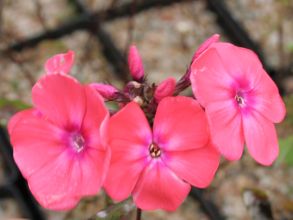 phlox_spitfire.jpg