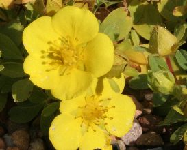 potentilla_cuneata.jpg
