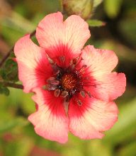 potentilla_nepalensis_miss_willmott2.jpg
