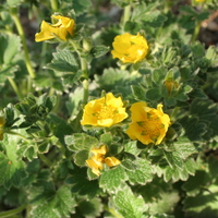 potentilla_polyphylla.jpg