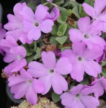 Primula allionii `Edinburgh`