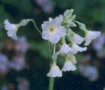primula_alpicola_alpicola.jpg