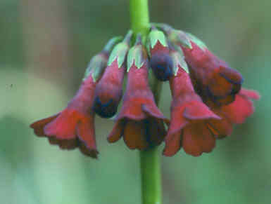 primula_anisodora.jpg