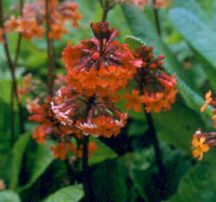 primula_aurantiaca.jpg