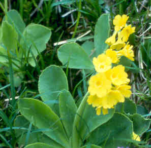primula_auricula.jpg