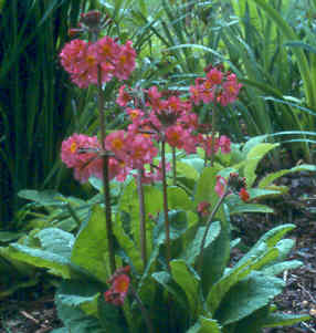 primula_beesiana_red.jpg