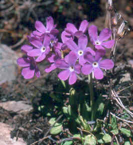 primula_brevicula.jpg