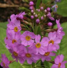 primula_burmanica5.jpg
