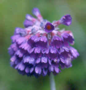 primula_capitata_sphaerocephala.jpg