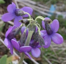 primula_chionantha4a.jpg