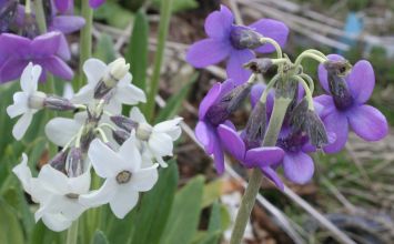 primula_chionantha4b.jpg
