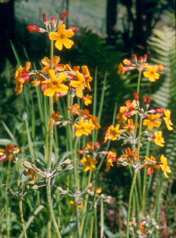 primula_chungensis.jpg