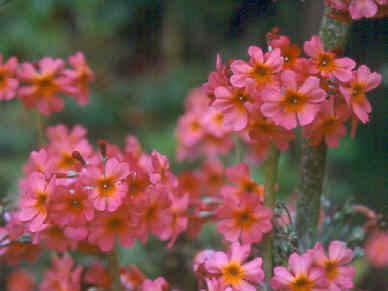 primula_chunglenta.jpg