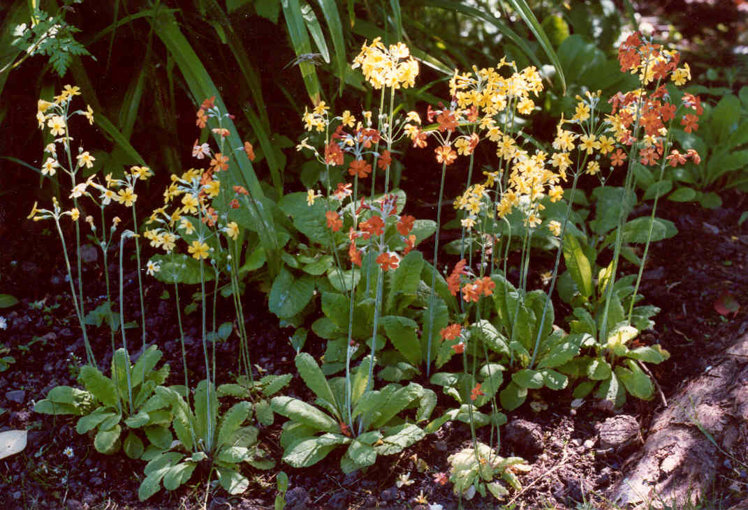 primula_cockburniana.jpg
