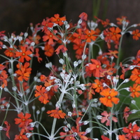 primula_cockburniana2.jpg