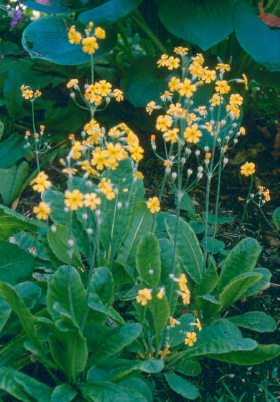 Primula cockburniana yellow form