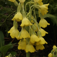primula_florindae2.jpg