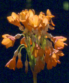 primula_florindae_orange.jpg