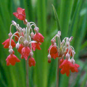 Primula florindae red