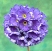 primula_glomerata2.jpg