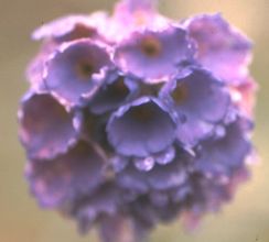 primula_glomerata3.jpg