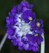 primula_glomerata4.jpg
