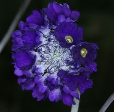 primula_glomerata5.jpg