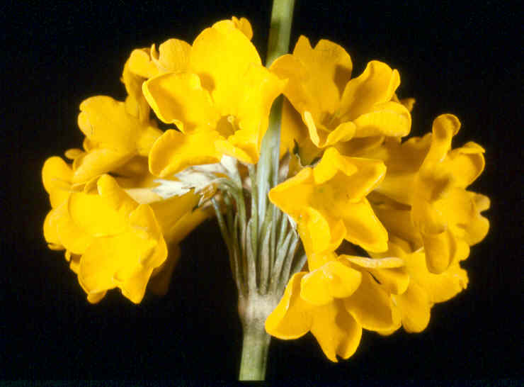primula_helodoxa.jpg